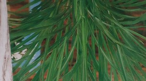 Посев на рассаду цветов и овощей.