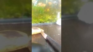 3 рака у бонана