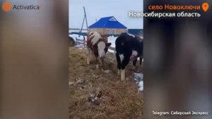 Фермеры Новосибирской области жалуются на изъятие скота
