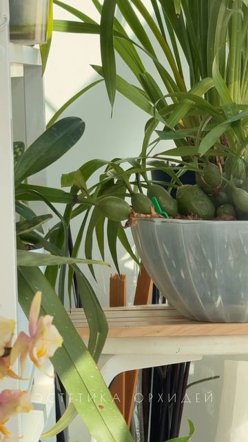 Орхидейный балкон