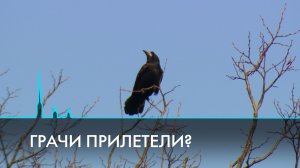 Грачи прилетели? В Петербург шаг за шагом приходит настоящая весна