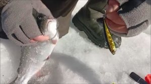 Дневные поимки форели на спорт зоне. Клёвое место лосиный остров