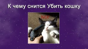 К чему снится Убить кошку - толкование сна