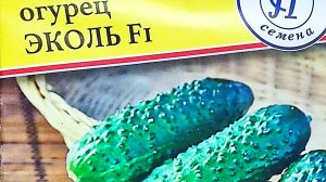 Огурец ЭКОЛЬ f1 партенокарпический среднеранний гибрид семена 🌱🥒