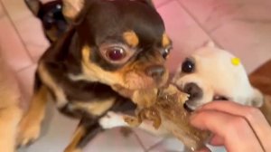 Сегодня праздник у сабочат, сегодня будут косточки.