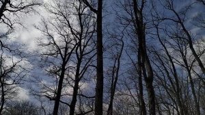 Лесная музыка весны🥰☀️🌱🙌🌷