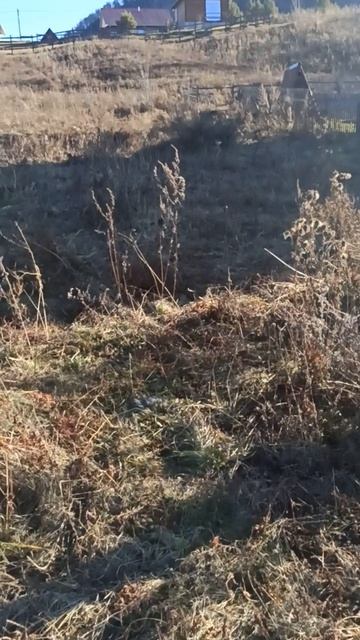Чемал 136