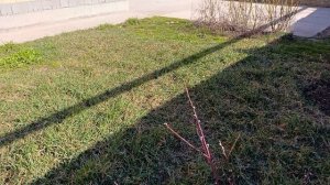 Зелёная травка