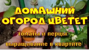 Домашний огород цветет ...