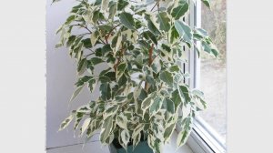 Домашний цветок  БЕРЕЗКА