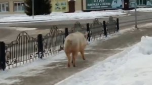 Свинка на прогулке