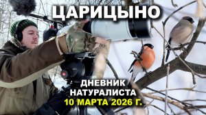 Дневник натуралиста. Царицыно. 10 марта 2026 г.