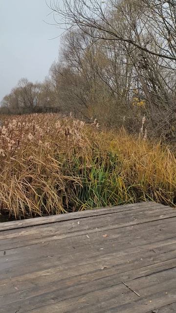 Carpfishing,  карпфишинг