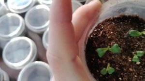 Первые всходы растюшек