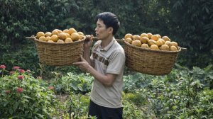 Собрал урожай саподиллы и отнес на рынок для продажи. Готовлю ужин дома. Жизнь во Вьетнаме