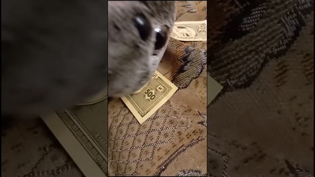 Как Фантик ухаживал за Конфеткой