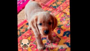 Стрим по FrostPunk (ковчеги)