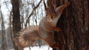 Две голодные белки. Зарисовка