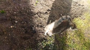 купили картошку на посадку, были в гостях,начали закупать товар для штукатурки