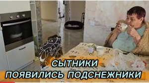 САМВЕЛ АДАМЯН, СЫТНИКИ, ПОДСНЕЖНИКИ ПОЯВИЛИСЬ..