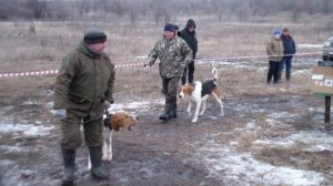 Выставка собак в Россоши 2026 год