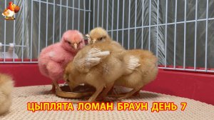 Цыплята Ломан Браун с нуля День 7 - что изменилось за сутки 😄🐥