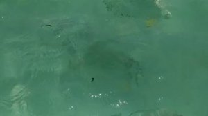 Пытаемся поймать рыб руками!