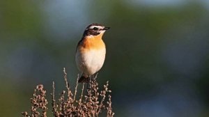 Звук природы. Птицы. Чекан черноголовый на лугу поёт