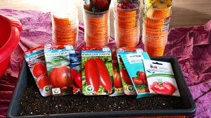 14.03.26 Начинаю основной посев томатов