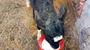 родился бычок по кличке гром,работаем во дворе кормим бычка