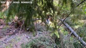 [OFF ROAD] - Patrol M57TwinTurbo _ Toyota HDJ80 4.2 _ OFF ROAD DAY _ #topoffroadromania #canam_720p6