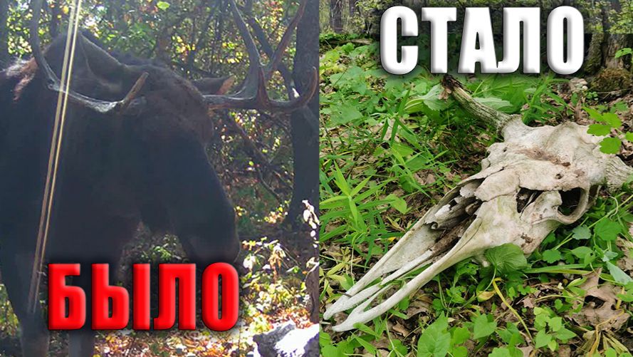 ТРОФЕЙ, Странности на СОЛОНЦЕ Проверка ФОТОЛОВУШЕК в лесу