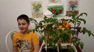 сажаем помидоры и клубнику.