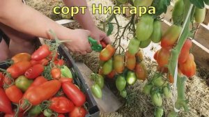 10 СОРТОВ наших ТОМАТОВ, ОПИСАНИЕ, ДЕГУСТАЦИЯ. Ленинградская область.