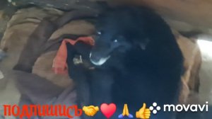 🖋️🚀ДЕРЕВНЯ,ДОМ  РОДНОЙ,НОВЫЙ ЧЛЕН СЕМЬИ💃🔥 МОИ БУДНИ 🖋️🚀