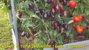 42 урожайных сорта для открытого грунта и теплиц за 18 минут