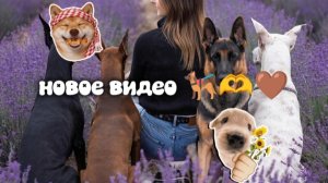 новое видео 🐕🦺🐾🐶
