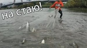 Как правильно забрасывать кастинговую сеть! Точно на стаю рыбы!