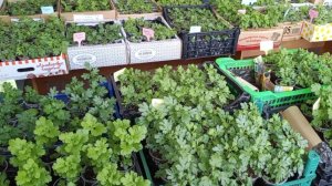 Черенки корейской хризантемы в середине марта.