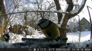 Кормушка в саду зимой спасает ПТИЦ. Фотоловушка в саду