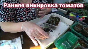 Пикировка томатов в раннюю фазу развития