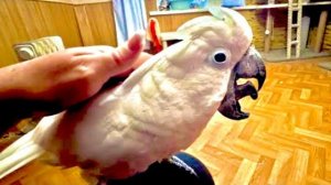 ВЕСЕЛО! Кеша так ЭМОЦИОНАЛЬНО рассказывает мне про то, что дома делается пока меня нет)))