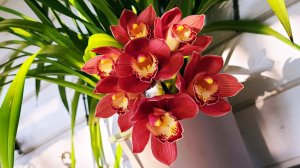 Орхидея ЦИМБИДИУМ. Сложно – ПРОСТО!