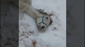 Душа собаки