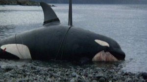 A - HA - HUNTING HIGH AND LOW . СМЕРТЬ СРЕДИ АЙСБЕРГОВ