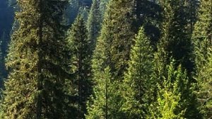 Звук природы. Птицы. ЩУР поет в хвойном лесу