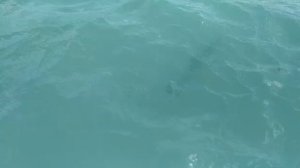 Огромные рыбы прямому берега!Почти поймал!