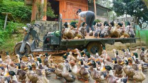 Купила уток на ферме, что бы перепродать на местном рынке. Фуонг. Жизнь во Вьетнаме