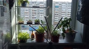 14 МАРТА 2026 г. ЗАМОРОЖЕННЫЕ БАКЛАЖАНЫ С ЯЙЦОМ. ПОЛКА ДЛЯ РАССАДЫ НА ПОДОКОННИК.