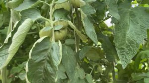 3 сорта томатов которые нас удивили! Изобильный, Голубая Лагуна,  Сладкий перец